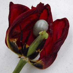 Meet your Posher, Bonnie